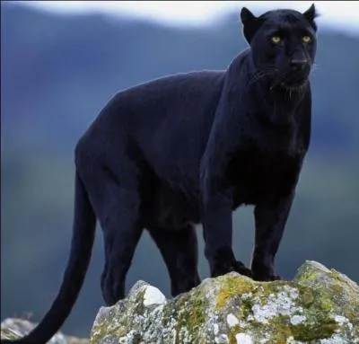 Quel est ce félin ?