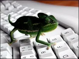 La mascottte du site est un caméléon, actuellement les membres sont en train de voter. Mais pour quelle raison ?