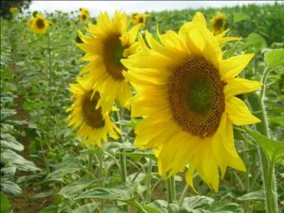 Mon Dieu, mon Dieu, mon Dieu, laissez-le moi, laissez-le moi encore un peu !