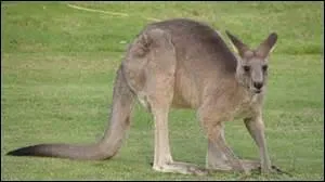 Je suis un grand mammifère herbivore de la famille des marsupiaux.