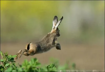 Quelle est la femelle du lièvre ?