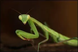 Savez-vous pour quelle raison on appelle cet insecte une mante "religieuse" ?