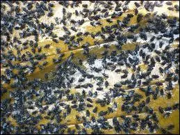 Dans le langage courant, une expression cite que l'on n'obtient rien d'une personne si on lui propose une chose qu'elle n'aime pas. En d'autres termes, "on n'attrape pas les mouches avec ....".