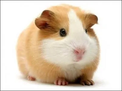 En anglais, le mot "cochon d'Inde" se dit :