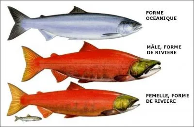 Quelle couleur est représentée par celle de la chair et des ufs de ce poisson ?