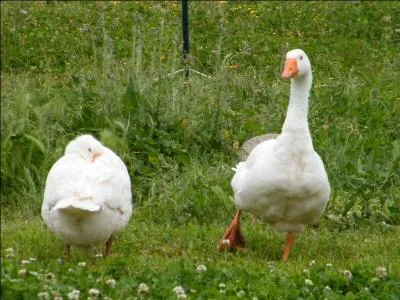 Pouah ! Quel nom bizarre pour la couleur...