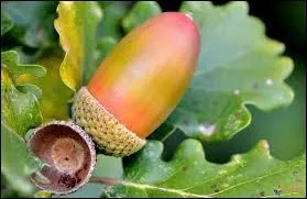 La botanniste admire ce magnifique plan qui vient de la Guinée.