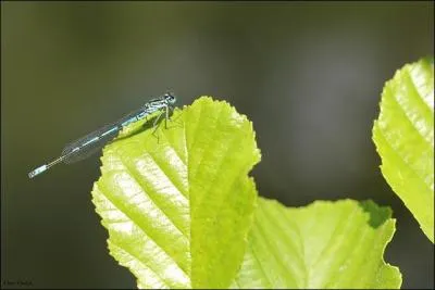 Familier des eaux lentes ou stagnantes, cet insecte de la famille des Libellulidae porte le joli surnom de -------