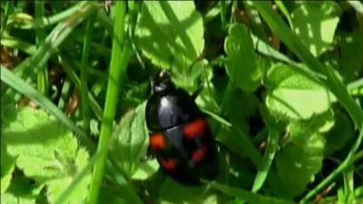 Ce coléoptère évolue, ici, dans la verdure et cependant son milieu favori est bien différent. Où aime-t-il se traîner ?