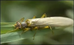 Pour quelle raison ce représentant des plécoptères porte-t-il le nom de perle ?