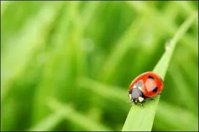 Quel est cet insecte ?