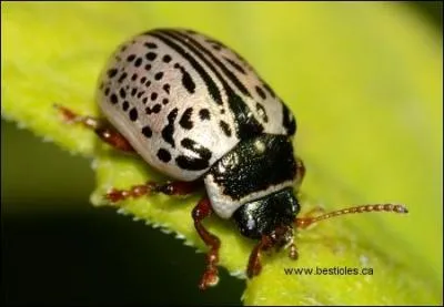 Il porte le nom d'un artiste « à caractères ».