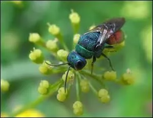 Cette guêpe à la belle livrée verte se fait appeler du nom de l'oiseau squatter.