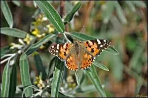 Quel est le nom de ce papillon ?