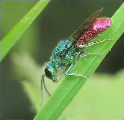 En raison de sa tenue, on la nomme --------.