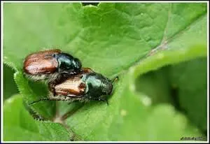 Il lui faut les soirées chaudes de l'été pour voler dans les bosquets.