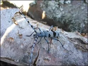 Elle préfère le bois de hêtre.