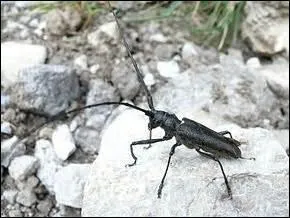 Ce coléoptère dont les antennes font deux fois son corps aime les bois de conifères.