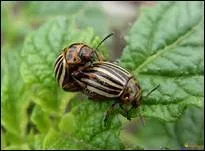 Qu'affectionnent particulièrement les doryphores ?