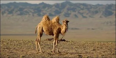 Comment les mâles sont-ils lors de période de reproduction ?