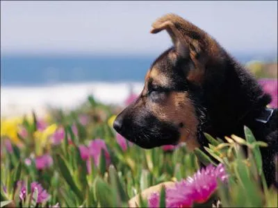 Quelle est cette race ?