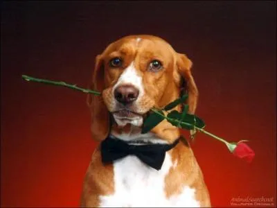 Quelle est cette race ?