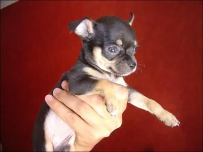 Quelle est cette race ?