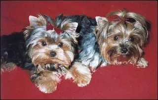 Quelle est cette race ?