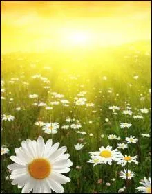 Il fait un temps magnifique aujourd'hui !