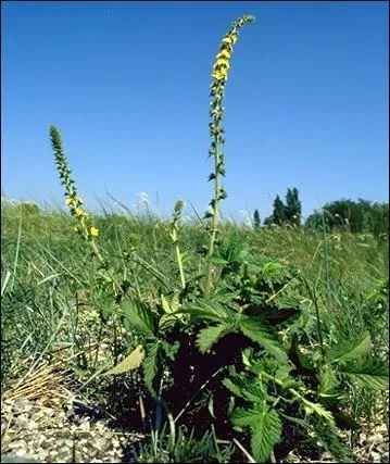 Laquelle de ces plantes est bonne pour la digestion ?