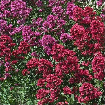 Laquelle de ces plantes est bonne pour l'insomnie ?