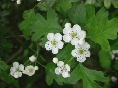 Laquelle des ces plantes est bonne comme sédatif ?