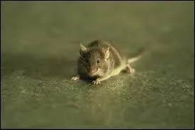 Comment la souris s'appelle-t-elle dans "La Ligne verte" ?