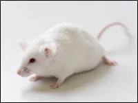 Comment appelle-t-on la phobie des souris ?