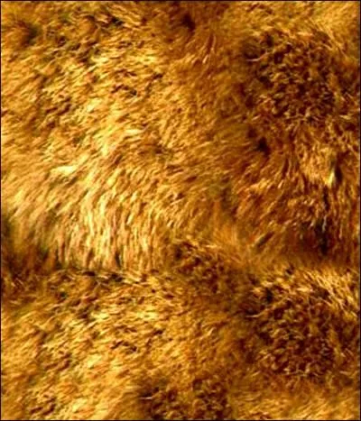 Deux personnages sont décrits à l'aide du mot "crinière", accentuant leur aura d'ancien vétéran. Lesquels ?