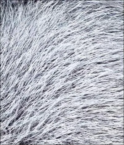 Retrouver le personnage à l'aide de la citation.

« C'était un petit sorcier tout ridé, frêle et chauve avec encore quelques rares cheveux blancs et fins »