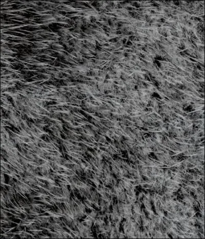 « La raie de ses cheveux gris coupés court était si nette qu'elle paraissait presque surnaturelle et son étroite moustache en forme de brosse à dents semblait avoir été taillée à l'aide d'une règle à calcul. »