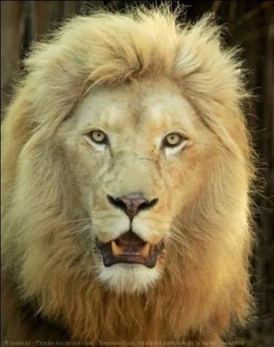 Il peut l'être sur parole !