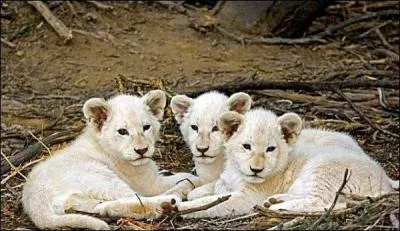 Les chevaliers y entraient pour jouter !