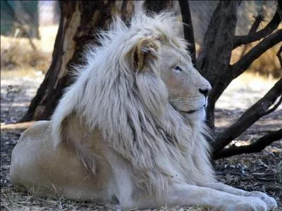 Chantée par Mylène : Cendre de lune, petite bulle d'écume - Poussée par le vent, je brûle et je m'enrhume !