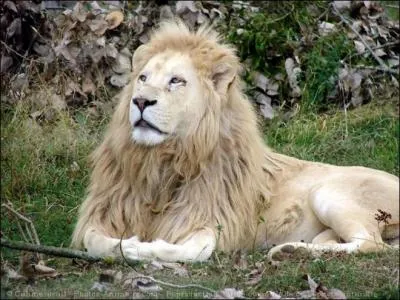 Adjectif contraire à la décence !