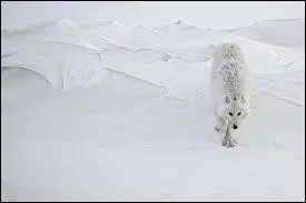 Comment dit-on "blanc" ?