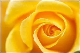 Comment dit-on "jaune" ?