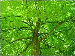 Comment dit-on "vert" ?