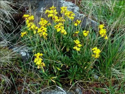 Jour 13. Giroflée des murailles ou violier jaune, cette plante fleurit au printemps sur les vieux murs. Ses fleurs très odorantes sont recherchées par les abeilles.