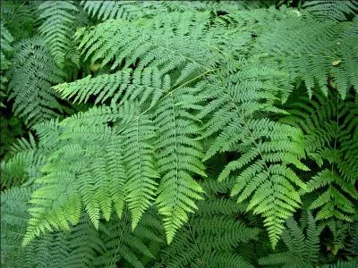 Jour 3. Filicaria en latin, cette plante résistante se développe généralement en forêt.