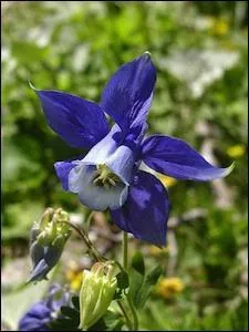 Jour 6. Celle des Alpes est connue pour le bleu profond de ses fleurs.