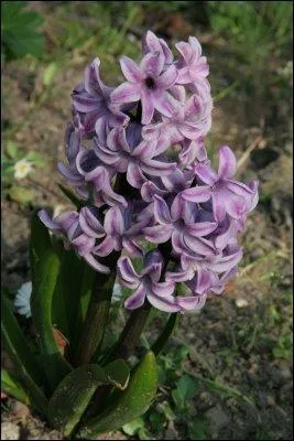Jour 9. Forme vieillie de cette fleur à bulbe et variété de quartz .