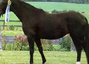 Quiz Races de chevaux : le Hanovrien