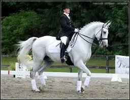 Quelles sont les robes du Hanovrien autorisées par le stud-book ?